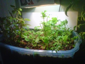 Indoor micro aquaponics system seed starter