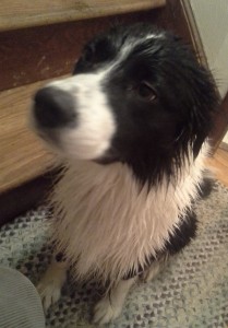 Homemade Dog Shampoo wet dog