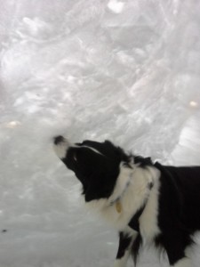 dog inside of a quinzhee snow structure