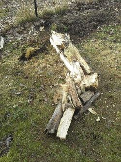 laying out old tree wood for Hugelkultur