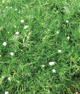 Chamomile lawn alternative: Sagina Irish Moss