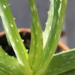 Aloe Vera Plant may be danderous to pets