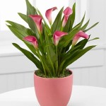 Calla Lilly plant indoors may be harmful to pets