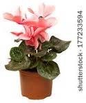 Cyclamen Plant may be dangerous to pets