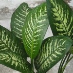 Dieffenbachia plant indoors may be harmful to pets