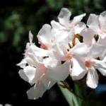 Oleander plant may be harmful to pets