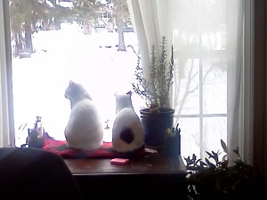 cats inside looking at the snow outside