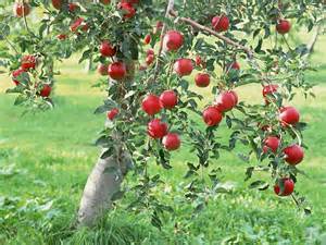 Fruit Trees And Backyard Farming